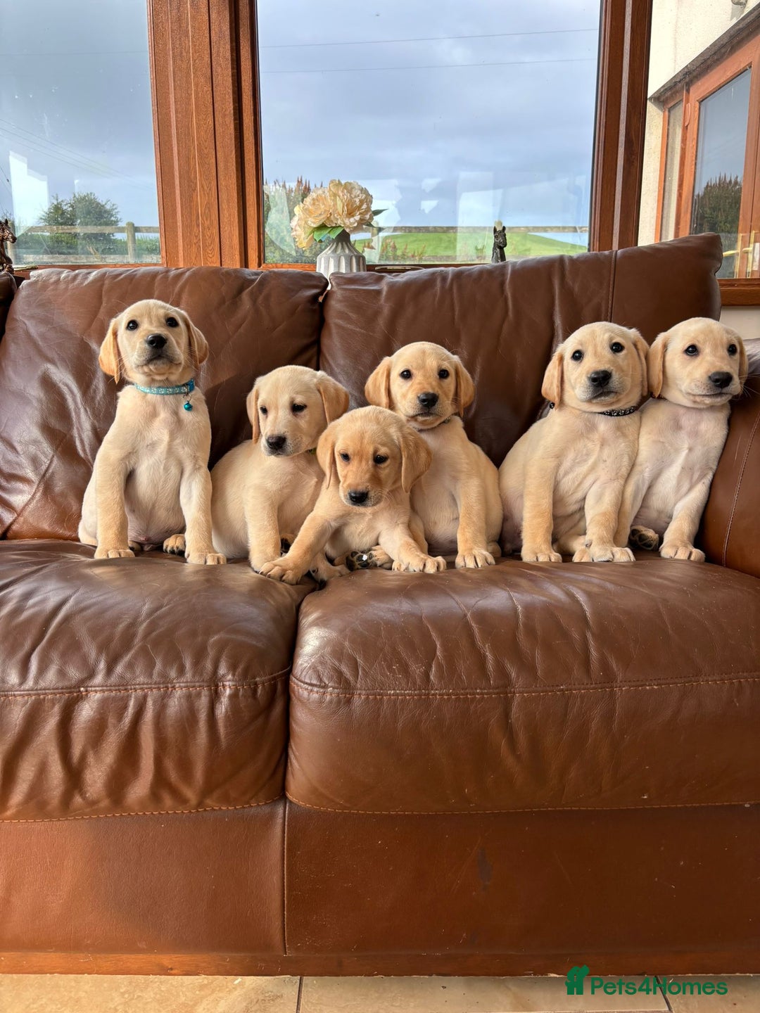 Labrador Retriever dogs for sale: 6 Beautiful Yellow Labradors  - Image 3