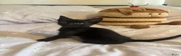 Domestic Shorthair cats for sale: 3 black kittens  - Advert 7