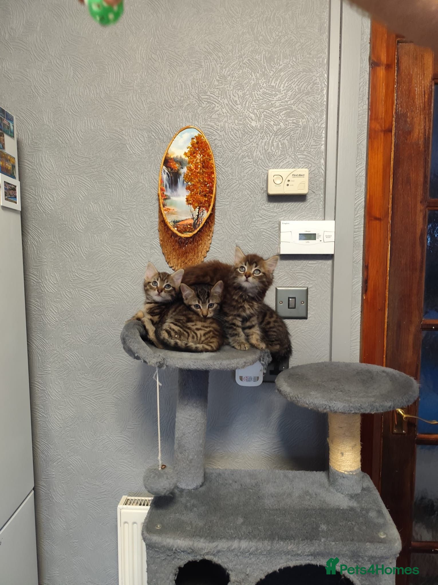Mixed Breed cats Beautiful kittens ready for new home - Advert 2