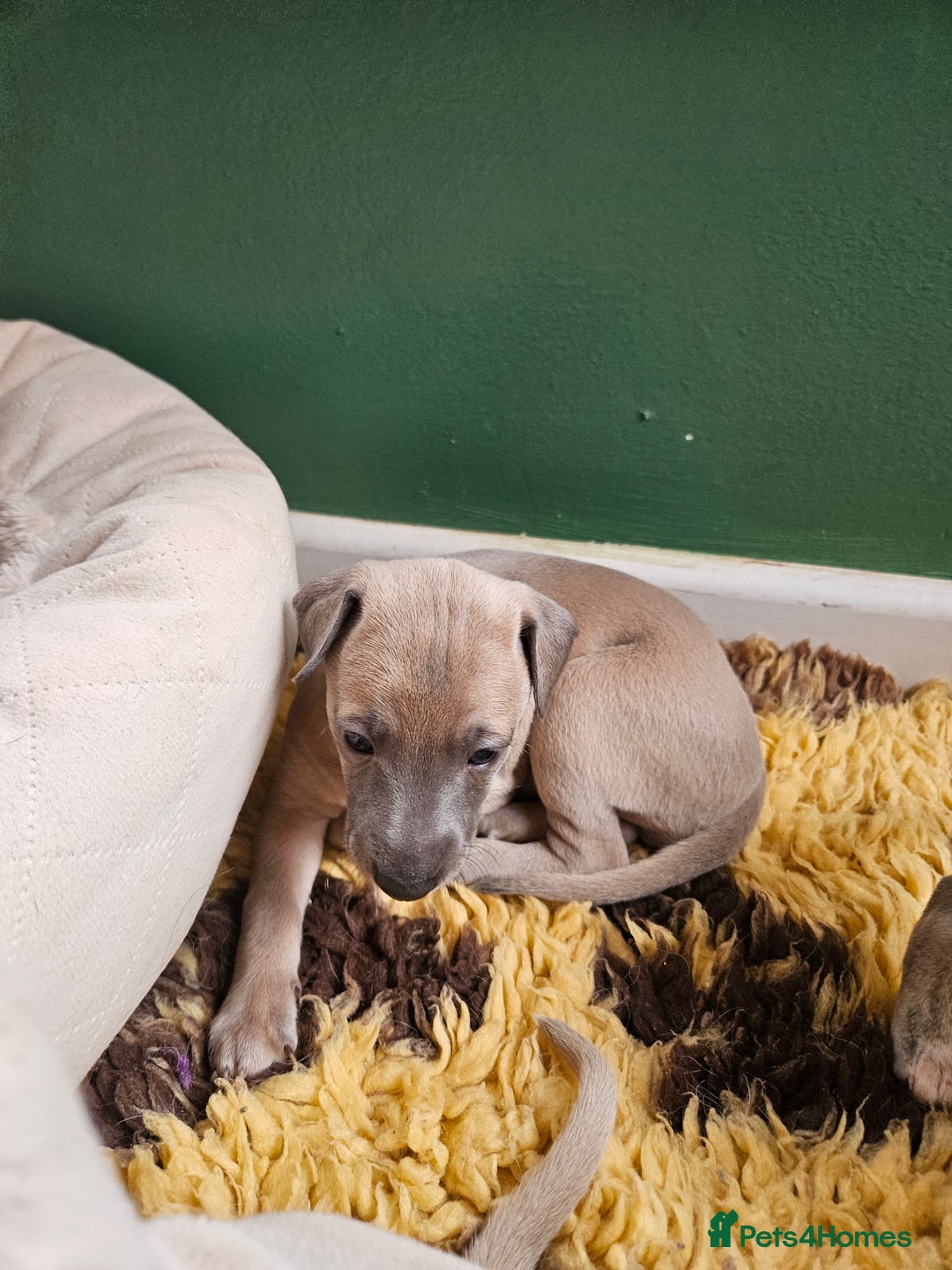 Whippet dogs for sale: ✨🐾 Gorgeous KC Registered Whippet puppies  🐾✨  - Advert 14