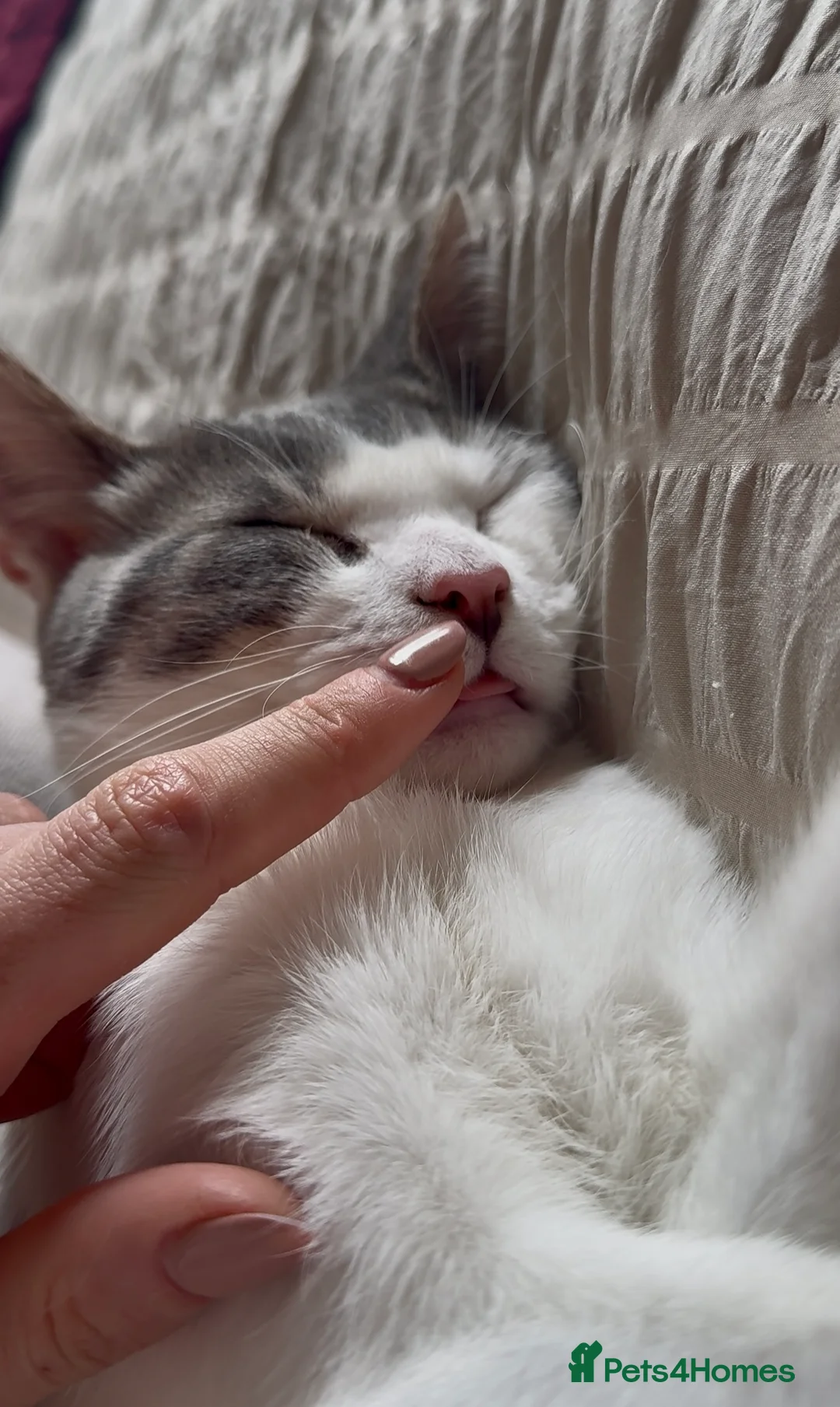 Mixed Breed cats for sale: Grey and white male for re-homing. - Advert 3