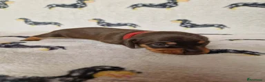Miniature Dachshund 3 (Red collar)