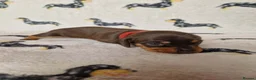 Miniature Dachshund dogs for sale: Beautiful home-reared Miniature Dachshund Puppies - Advert 11