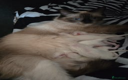 Ragdoll cats for sale: Gorgeous ragdoll kittens 💕 - Image 7