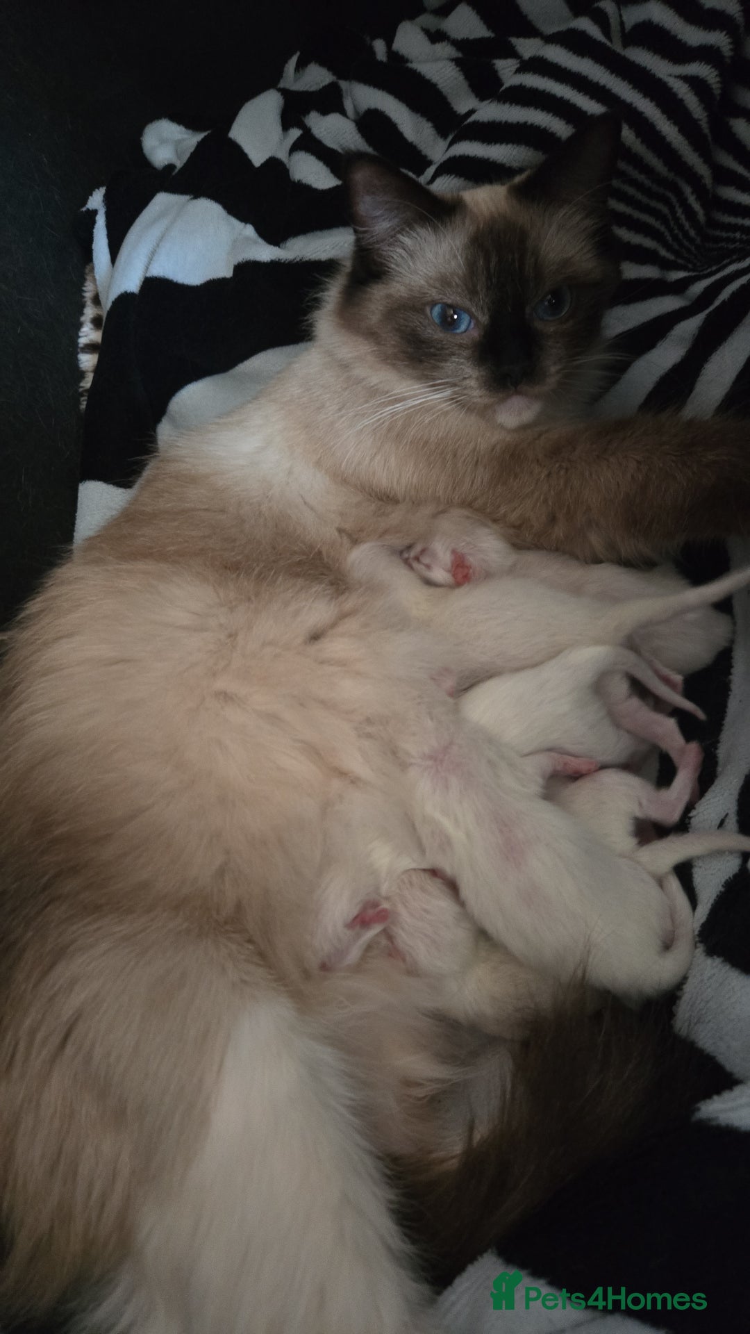 Ragdoll cats for sale: Gorgeous ragdoll kittens 💕 - Image 7