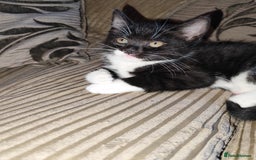 European cats for sale: Kittens for sale  - Image 7