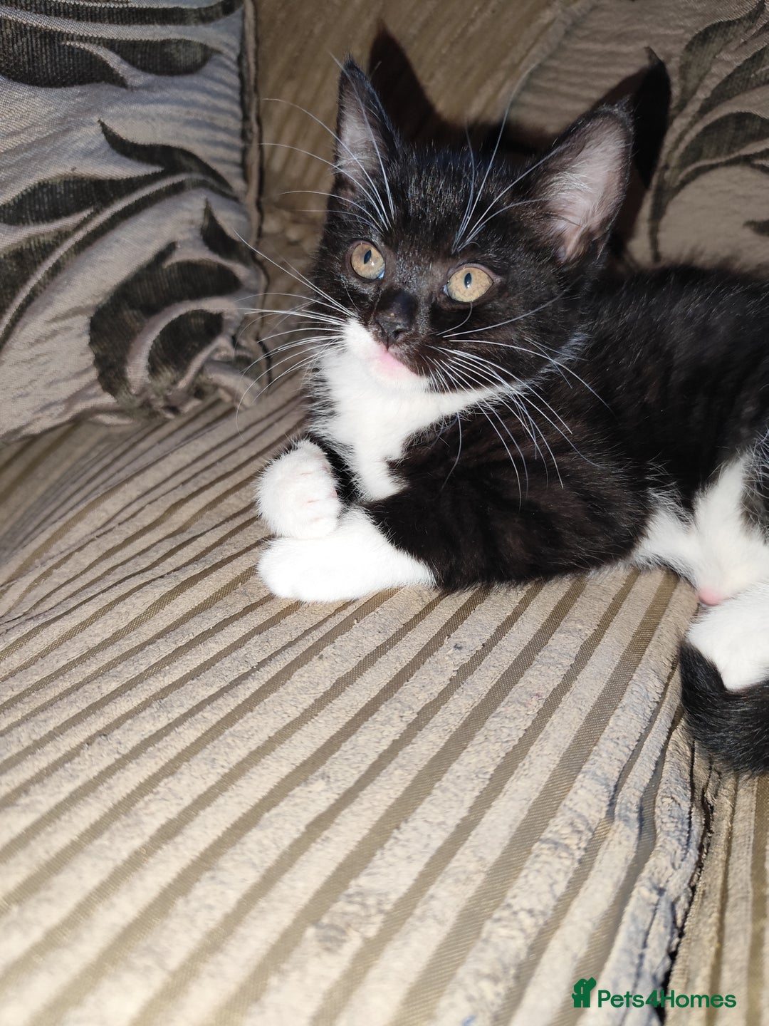 European cats for sale: Kittens for sale  - Image 7