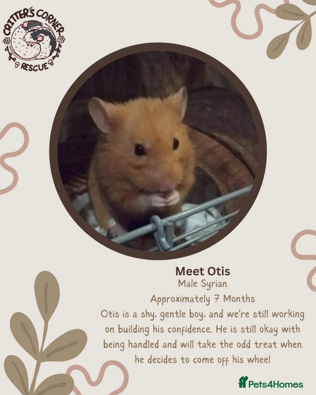 Hamster rodents 🐹Male Syrian hamster available for adoption 🐹  - Advert 4