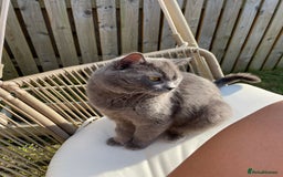 British Shorthair cats for sale: 2 year old male Rag doll x British short hair  - Image 4