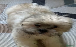 Lhasa Apso dogs for sale: Lhasa Apso Puppies 🐶 (One Boy Left Ready Now) - Image 3