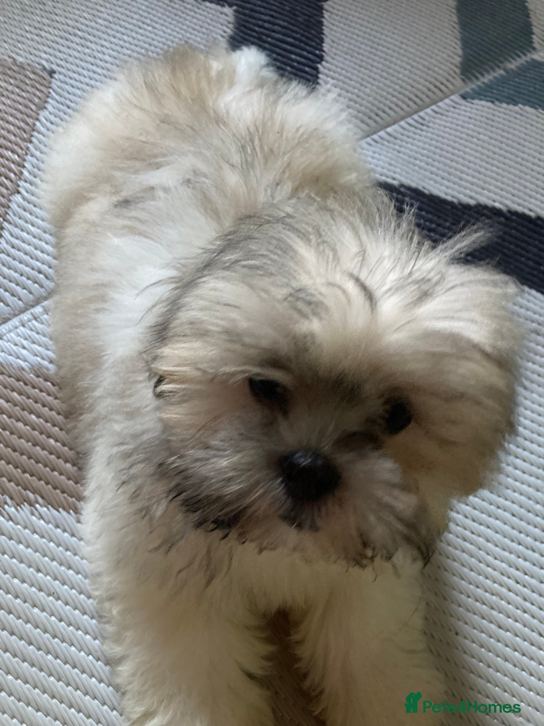 Lhasa Apso dogs for sale: Lhasa Apso Puppies 🐶 (One Boy Left Ready Now) - Image 3