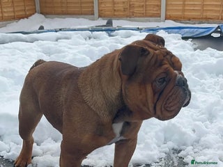 English Bulldog dogs in Bradford - Advert 4