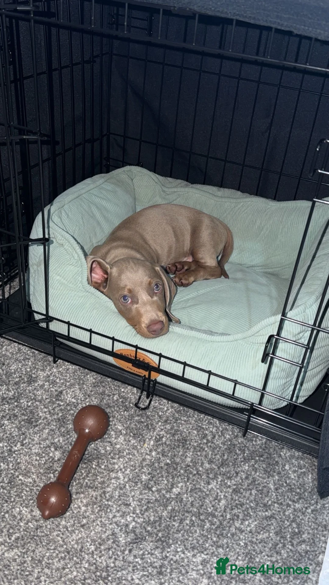 Miniature Dachshund dogs for sale: Male Isabella tan miniature daschund - 22 weeks  - Advert 4
