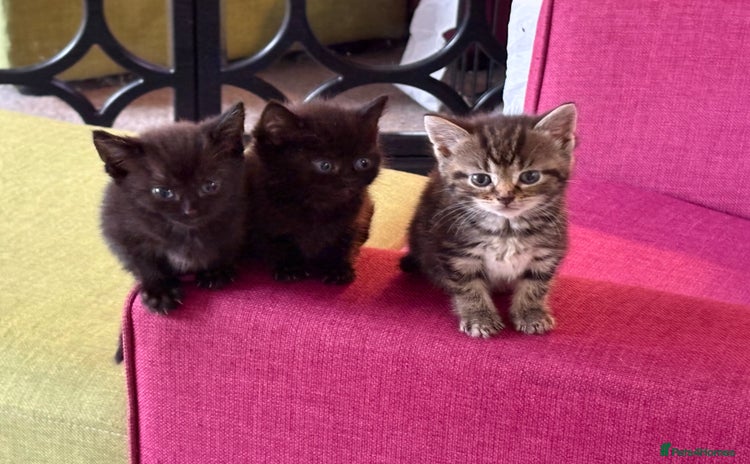 Bengal cats for sale - Advert 2