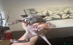 Sphynx cats for sale: Sphynk - Image 2