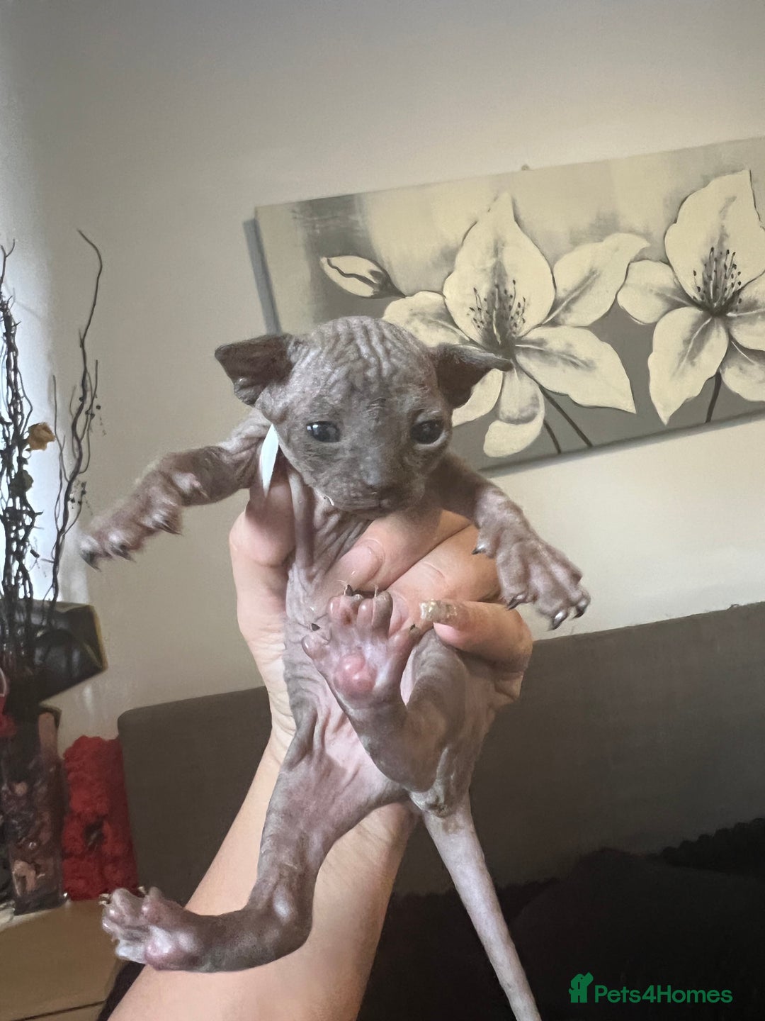 Sphynx cats for sale: Sphynk - Image 2