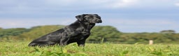 Labrador Retriever dogs for stud: Fully DNA Health tested Labrador stud dog in Alton - Advert 2