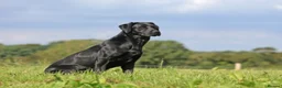 Labrador Retriever dogs for stud: Fully DNA Health tested Labrador stud dog in Alton - Advert 2