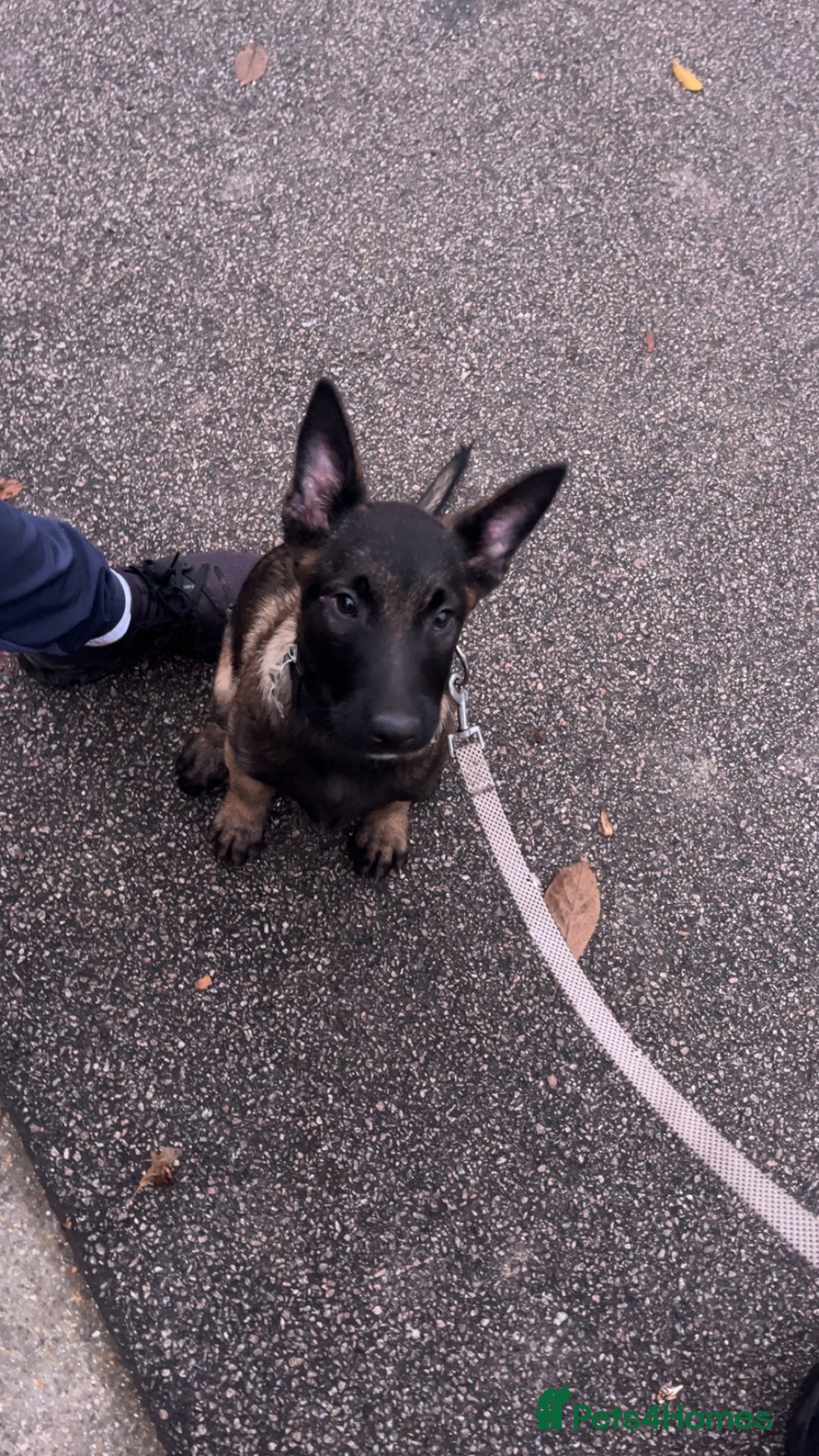 Belgian Shepherd Dog dogs for sale: Top quality Belgian shepherd puppy  - Advert 2