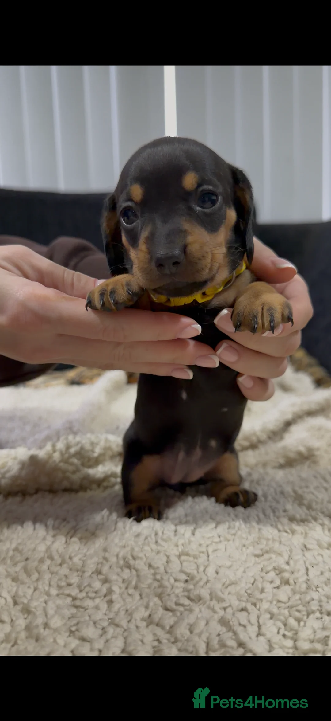 Miniature Dachshund dogs for sale: Miniature Dachshund Puppies - Advert 18