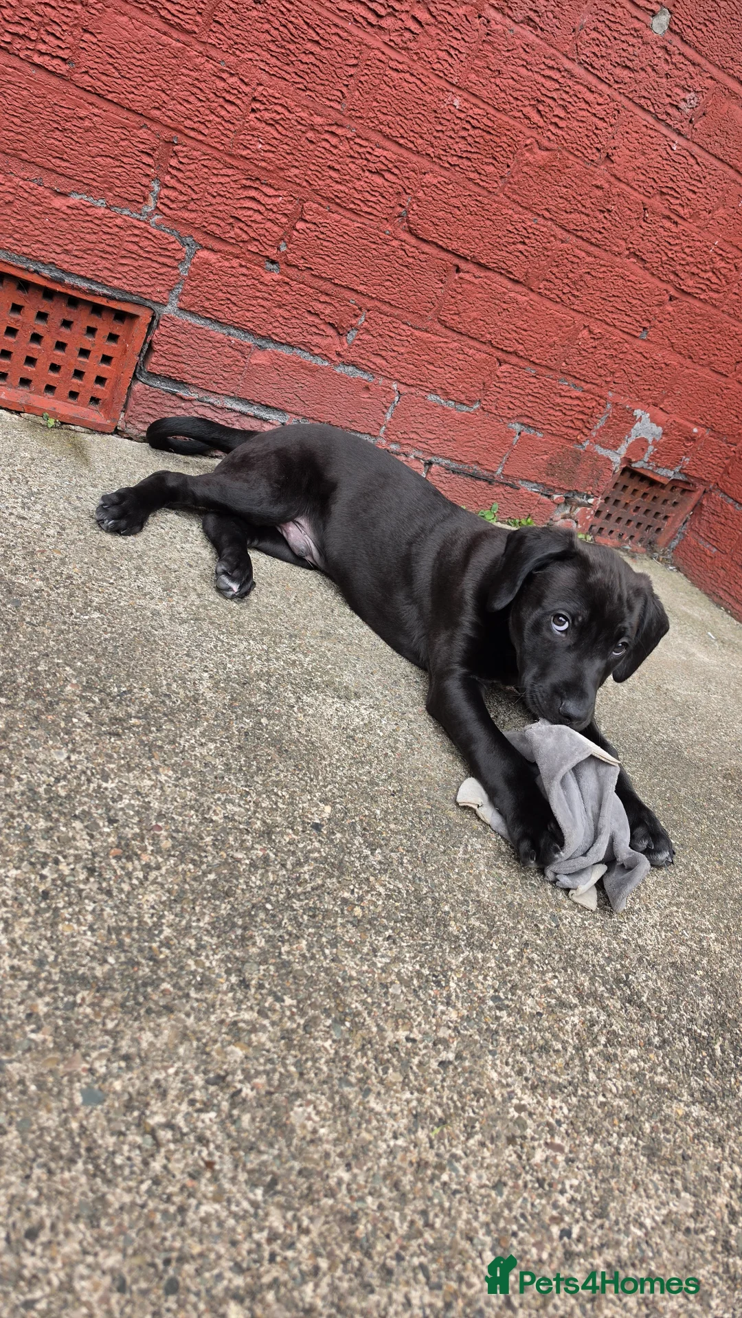 Mixed Breed dogs for sale: Puppies for sale - Advert 2