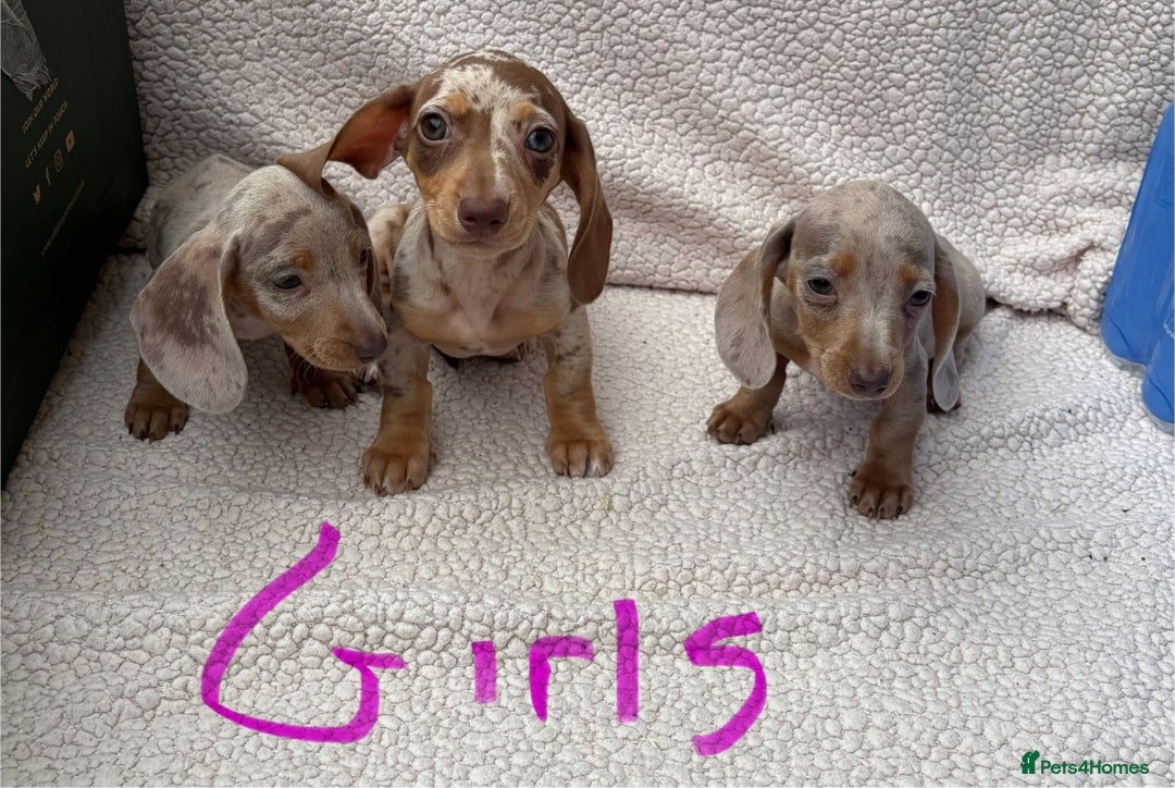 Miniature Dachshund dogs for sale: Fully vac RAINBOW MIX MINI DAXI KC REG PRA CLR - Image 11