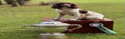 English Springer Spaniel dogs for stud: CHAMPIONSHIP WINNER 2025,ROSEBAY BLUE,HEALTHTESTED in Bristol - Advert 15
