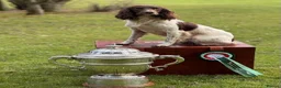 English Springer Spaniel dogs for stud: CHAMPIONSHIP WINNER 2025,ROSEBAY BLUE,HEALTHTESTED in Bristol - Advert 15