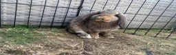 Mixed Breed rabbits for sale: Gorgeous bunnies for sale - Advert 6