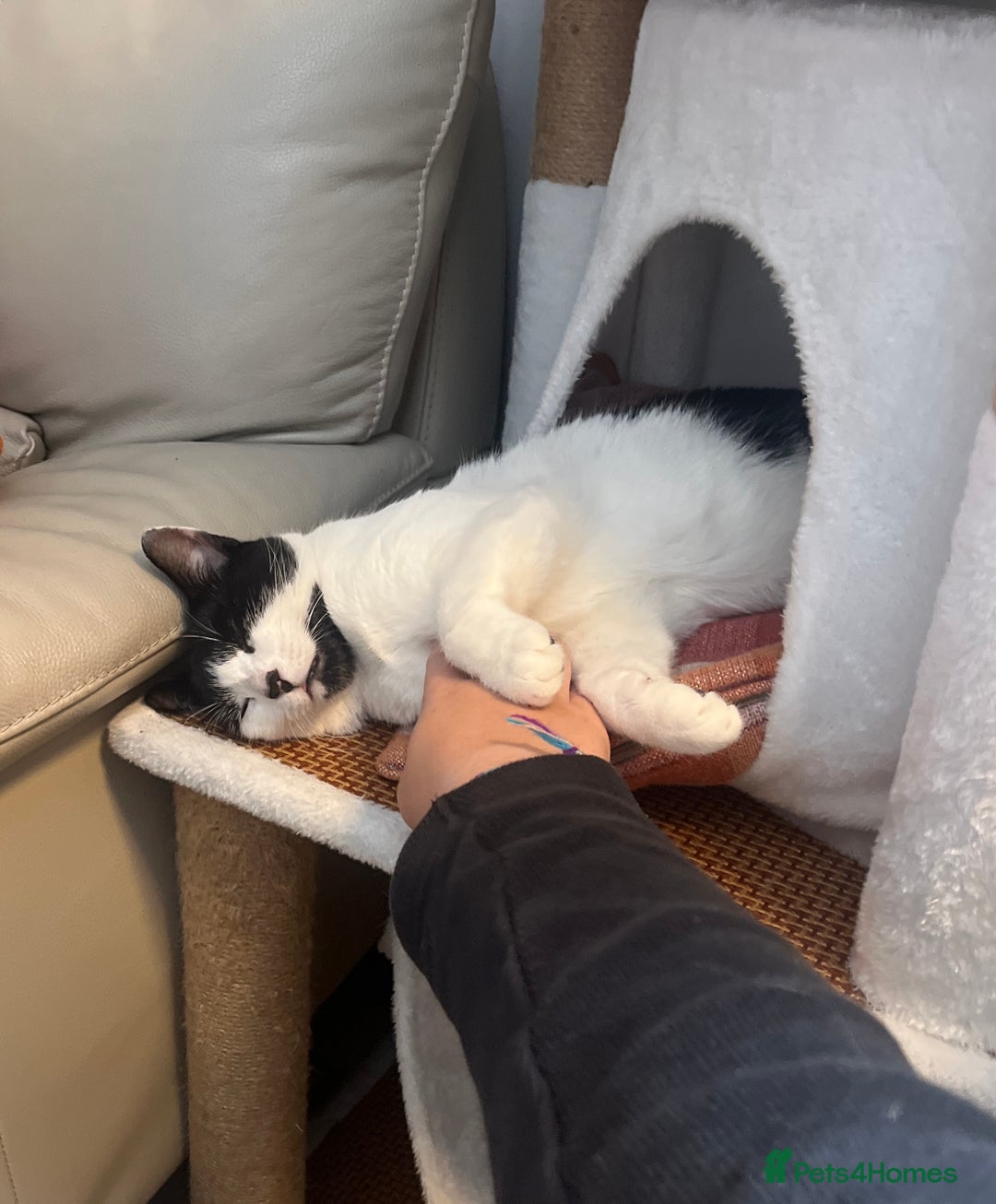 Mixed Breed cats for sale: Looking for a loving home for Mr. Speck - Advert 3