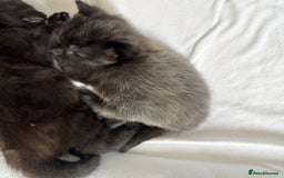 Maine Coon cats for sale: Maincoon X ragdoll - Image 4