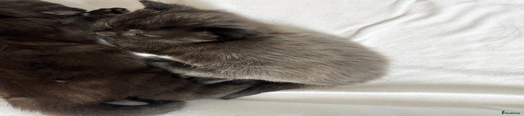 Maine Coon Kitten 3