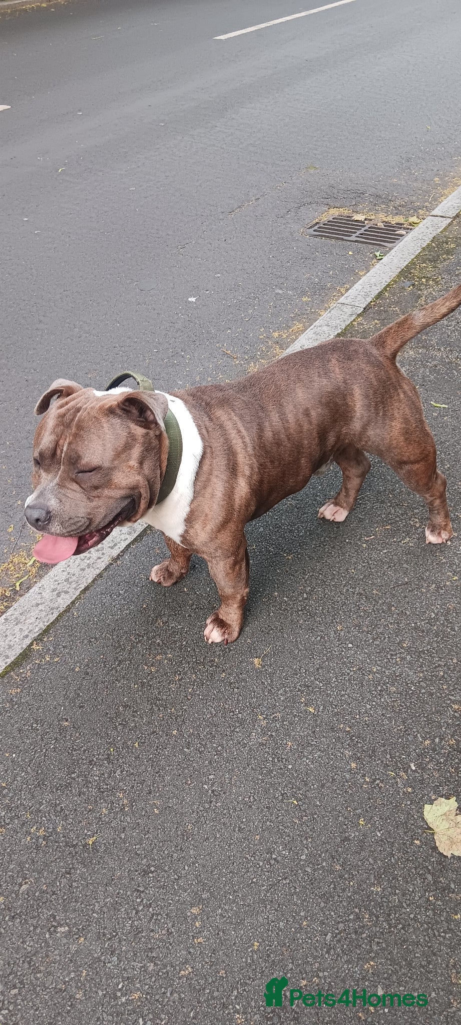 American Bully dogs Pocket bully for stud  - Advert 3