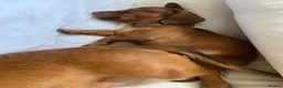 Miniature Dachshund dogs for sale: Miniature dachshund, family bred  - Advert 8