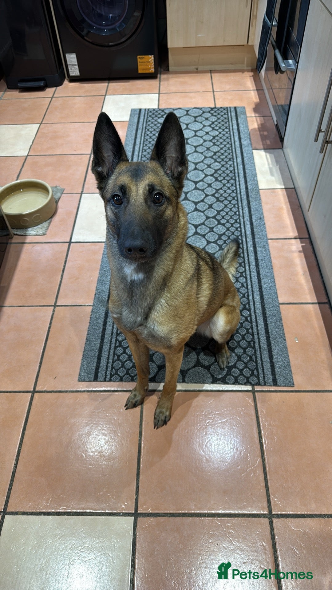 Belgian Shepherd Dog dogs for sale: Belgian Malinois Bitch - Image 5
