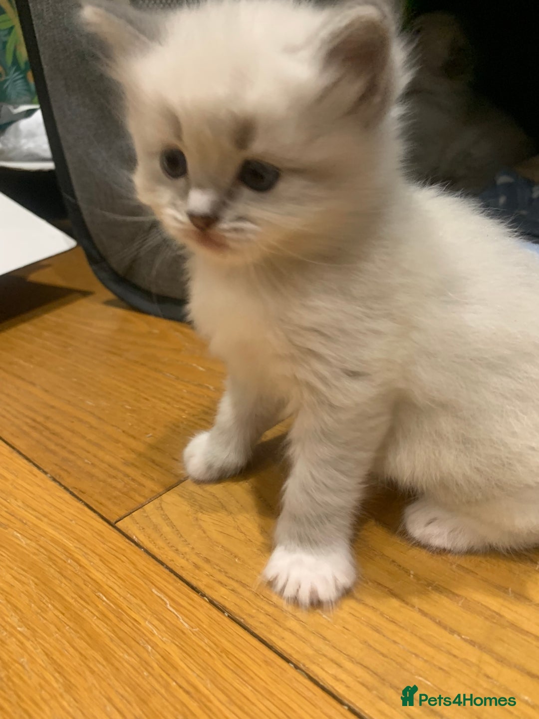Ragdoll cats for sale: Beautiful Ragdoll kittens looking 4 loving home - Advert 13