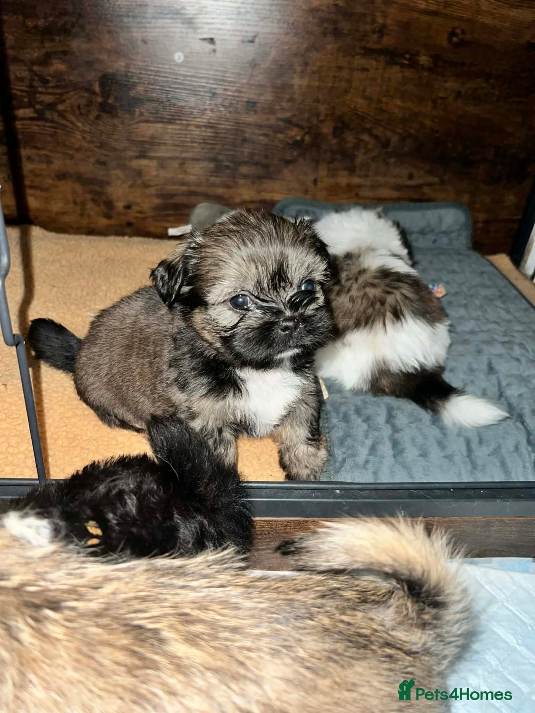 Zuchon dogs for sale: Bichon x Westie x Shih zu  - Advert 14