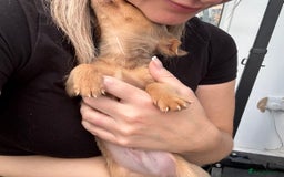 Jack Russell dogs for sale: Miniature Jack Russell puppies Ready to leave in Gillingham - Image 38