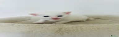 Turkish Van 1