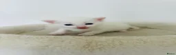 Turkish Van cats for sale: Beautiful Turkish van kittens for sale.  - Advert 21