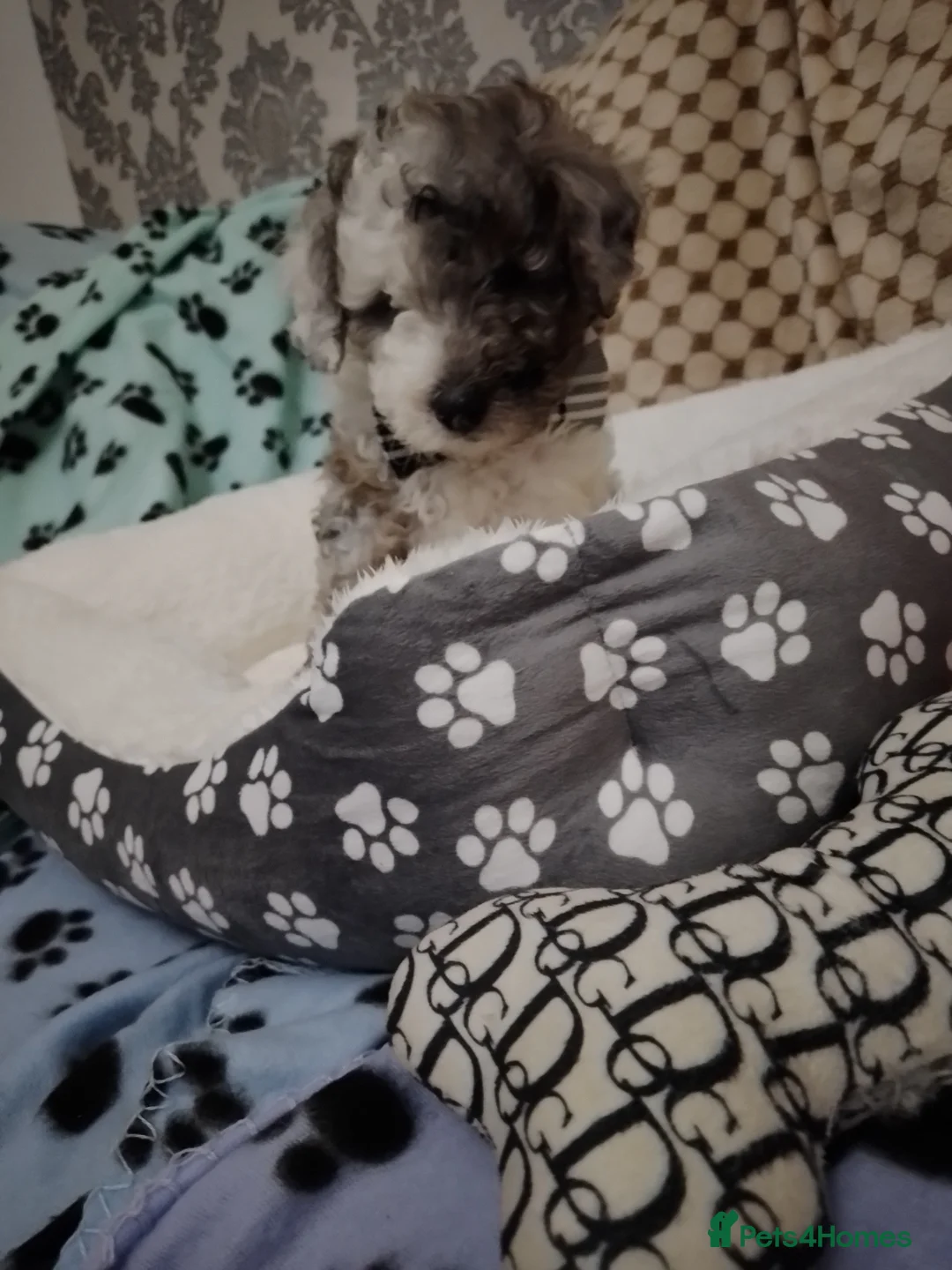 Cockapoo dogs for sale: 🐾🌹🐶 six beautiful fun loving fur baby's ❤️ 🩵🐾 in Barnsley - Advert 17