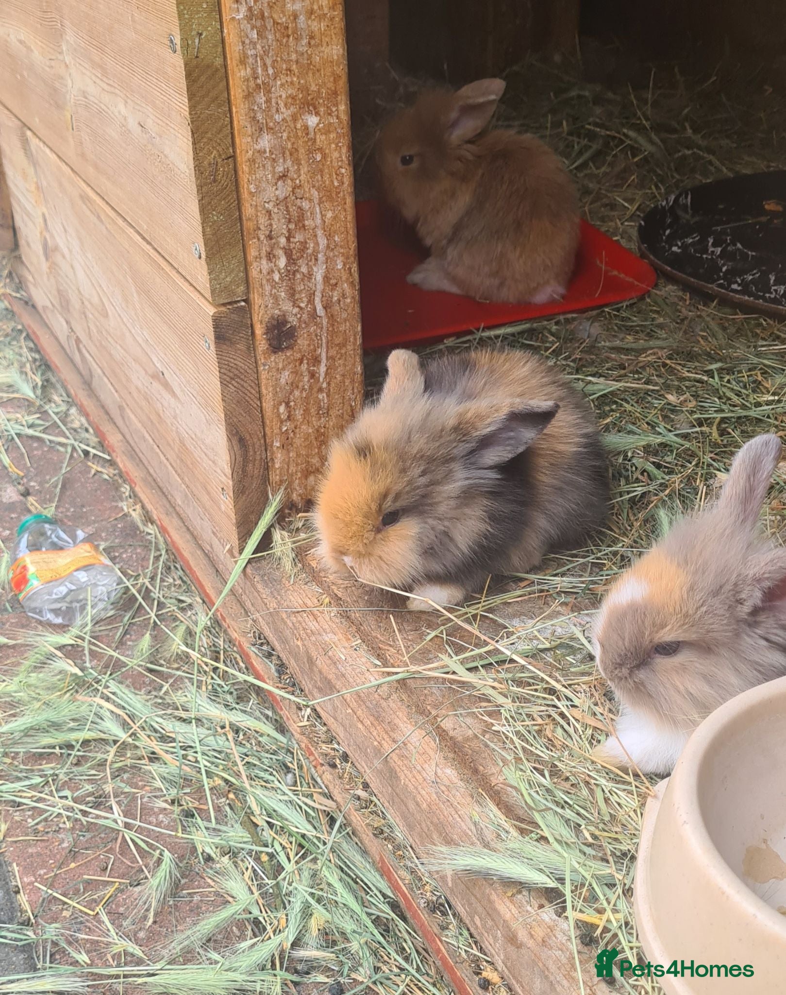 Mini Lion Lop rabbits   9 Mini Lion x lops - Advert 7