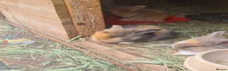 Mini Lion Lop rabbits for sale:   9 Mini Lion x lops - Advert 1