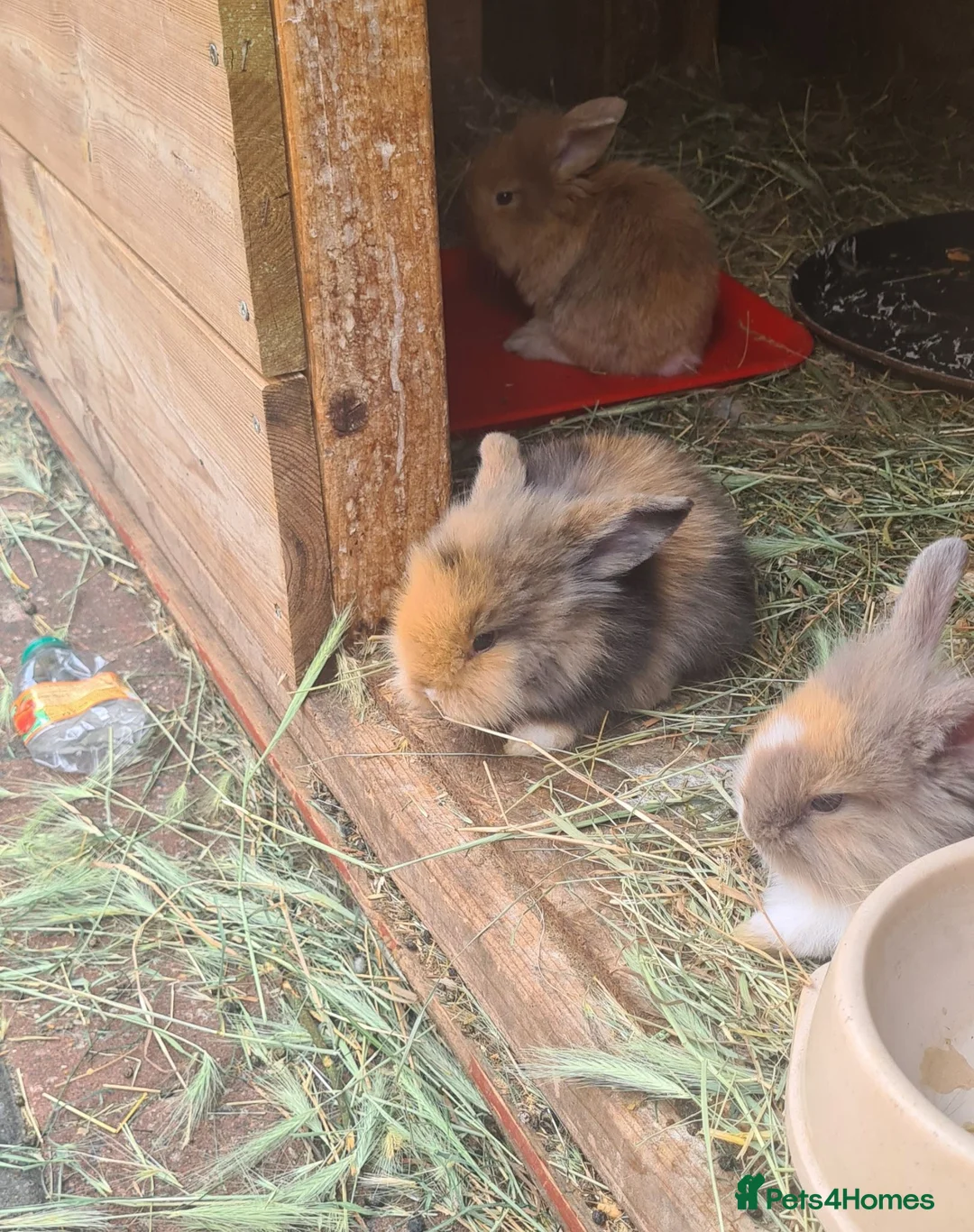 Mini Lion Lop rabbits for sale:   9 Mini Lion x lops - Advert 1