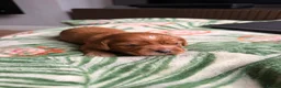 Cavapoochon dogs for sale: Cavalier King Charles Spaniel / Cavapooshon pups - Advert 32