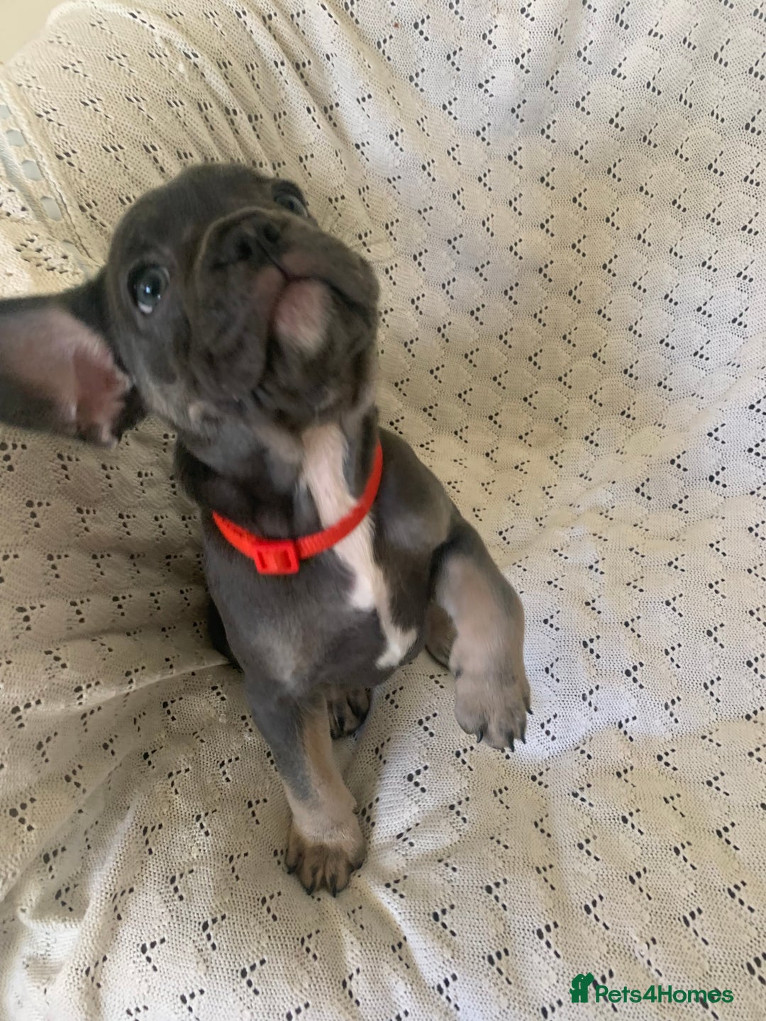 French Bulldog dogs for sale: Beautiful French Bulldogs  - Advert 12