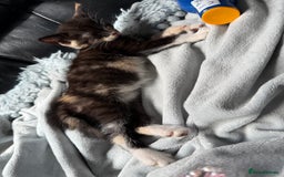 Savannah cats for sale: 3 beautiful kittens  - Image 12