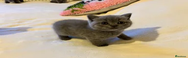 British Shorthair 2