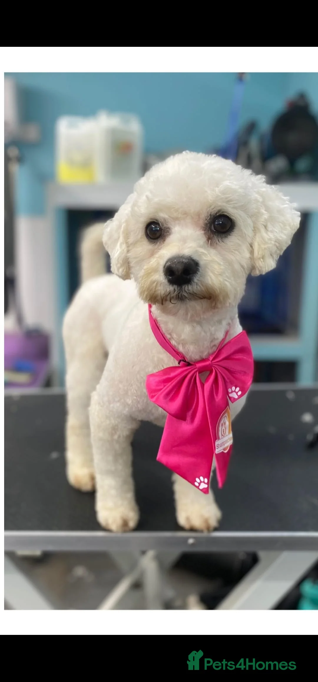 Cavapoochon dogs for sale: They are ready to leave now  - Advert 5