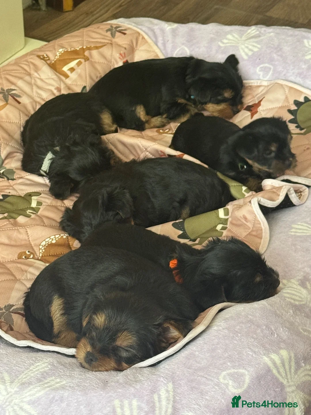 Yorkshire Terrier dogs for sale: ## Beautiful Yorkshire terrier 4 girls 2 boys ## - Advert 2